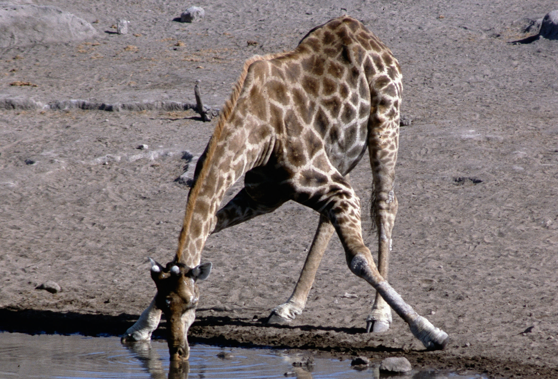 hochkantgiraffe